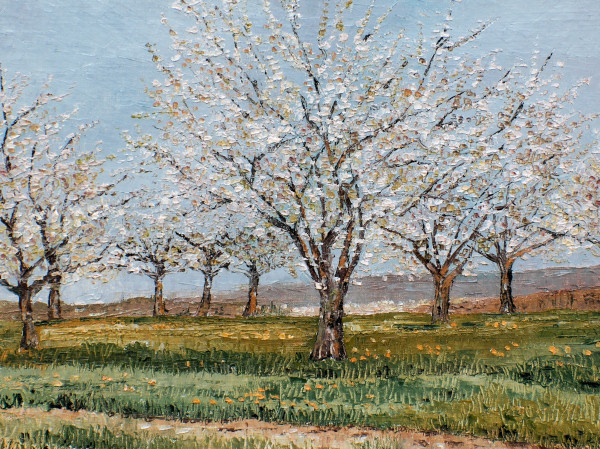 Blühende Kirschbäume